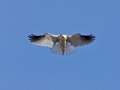 White-tailed Kite _2045638.jpg