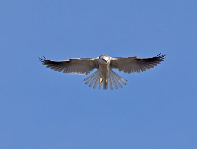 White-tailed Kite _2045637.jpg
