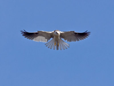 White-tailed Kite _2045635.jpg