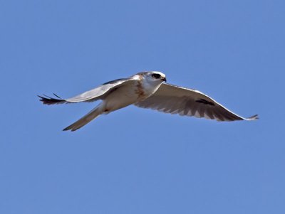 White-tailed Kite _2045610.jpg