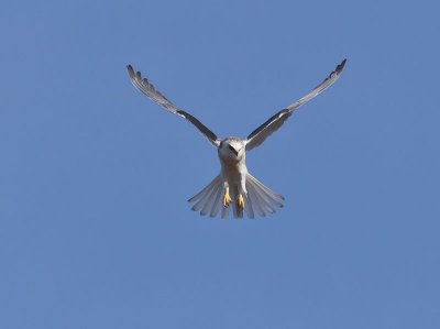 White-tailed Kite _2045636.jpg