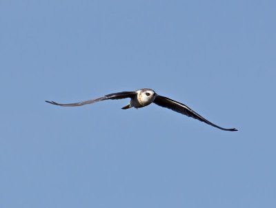 White-tailed Kite _2045565.jpg