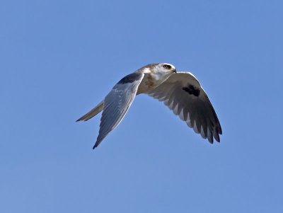 White-tailed Kite _2045607.jpg