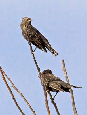 female Red-winged Blackbird _2055675.jpg