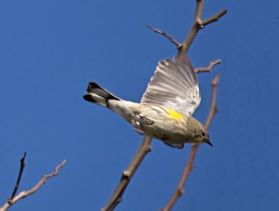 Audubon's Warbler _2075883.jpg