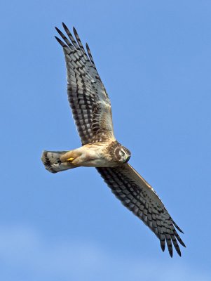 juvenile Northern Harrier _1093330.jpg