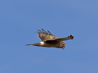 juvenile Northern Harrier _1093338.jpg