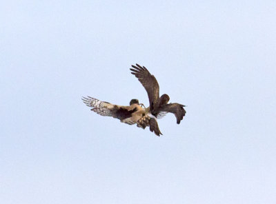 Northern Harriers _1093233.jpg