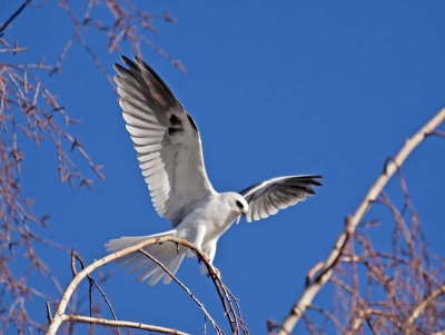 White-tailed Kite _2075867.jpg
