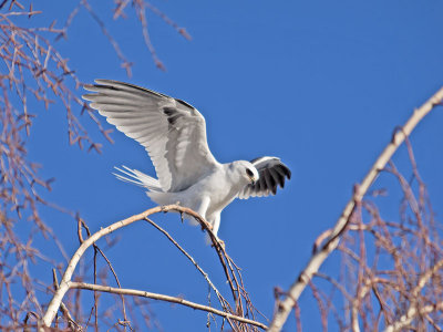 White-tailed Kite _2075868.jpg