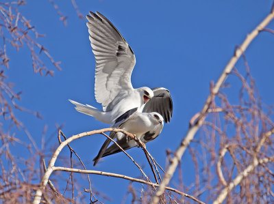 White-tailed Kites _2075835.jpg