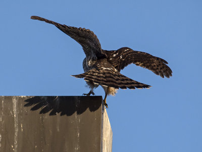 juvenile Coopers Hawk _9036494.jpg