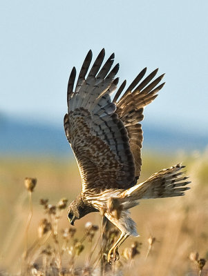 Female Australasian Harrier _2066000.jpg