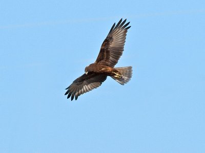 Immature Australasian Harrier _2076216.jpg