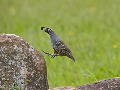 California Quail hopping _1315285.jpg