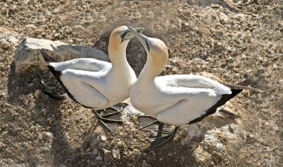 Gannets nuzzling _2045673.jpg