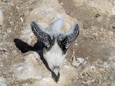 Gannet chick _1254587.jpg