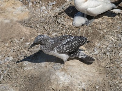 Gannet chick _1254617.jpg