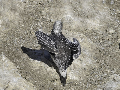 Gannet chick _1254618.jpg