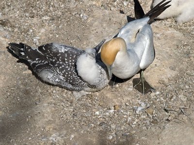 Gannet Mom  and Juvenile chick _1254582.jpg