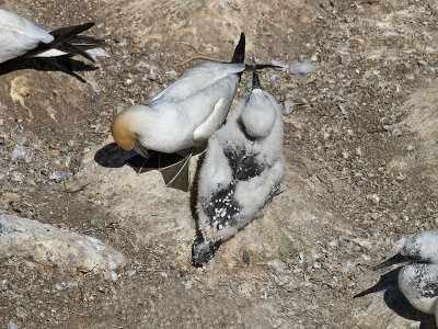 Gannet Mom and chick _1254593.jpg