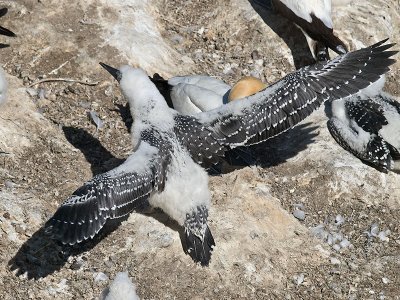 Gannet chick _1254627.jpg