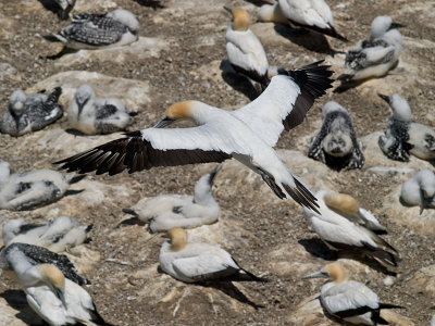 Gannet  checking the Flock _1254734.jpg
