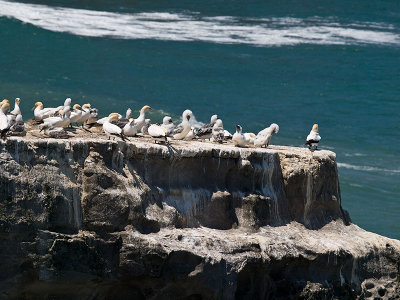Gannet  colony _1254737.jpg