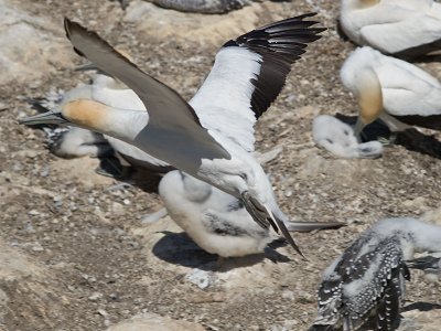 Gannet  Fly By _1254698.jpg