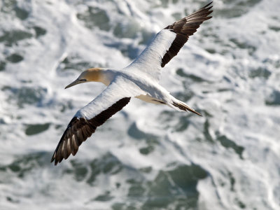 Gannet _2045739.jpg