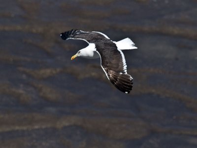 Black-backed Gull _1254704.jpg