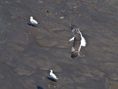 Black-backed Gull _1254707.jpg