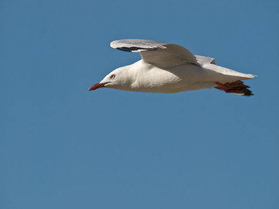 Red-billed Gull _1254820.jpg