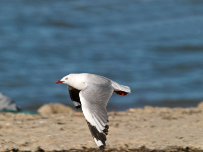 Red-billed Gull _1254825.jpg