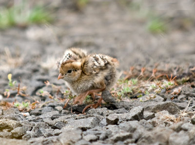 California Quail Chick _1315361.jpg