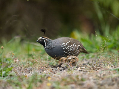 Bachelor California Quail tending Chick _1315323.jpg