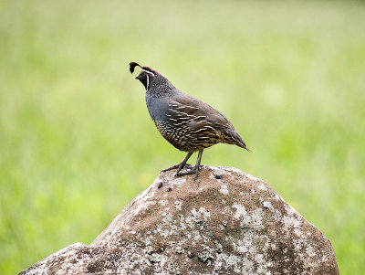 Male California Quail _1315300.jpg