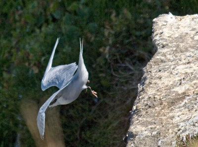 White-fronted Tern diving _1254643.jpg