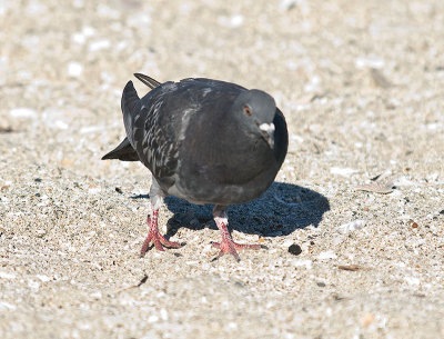 Rock Pigeon _1264842.jpg