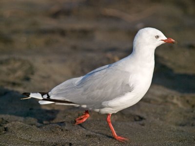 Red-billed Gull _1305191.jpg