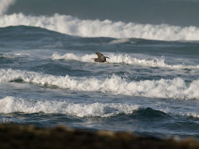 Reef Heron over the surf _1305176.jpg