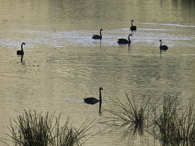 Swans at Dusk _2015427.jpg