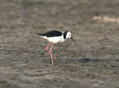 Pied Stilt _2015387.jpg
