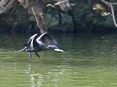 Black Shag _2055947.jpg