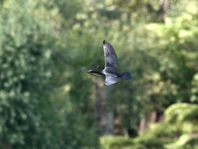 Black Shag _2055970.jpg