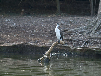 Pied Shag _2055939.jpg