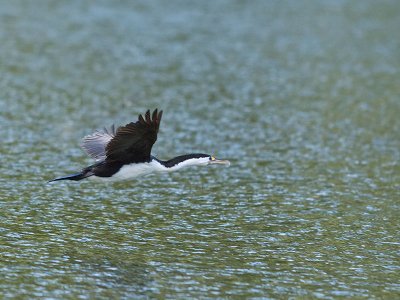 Pied Shag _2055963.jpg