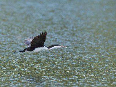 Pied Shag _2055963.jpg