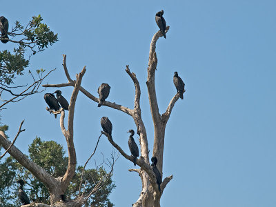 Pied Shags _2055910.jpg