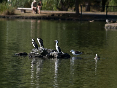 Pied Shags _2055931.jpg